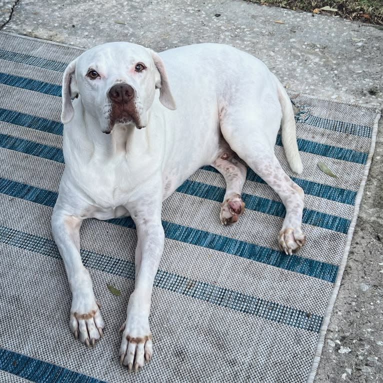 Murphy Lorenzo, an American Pit Bull Terrier and Brittany mix tested with EmbarkVet.com