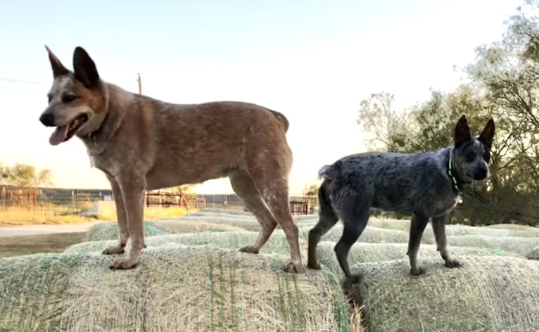 Mylee Sage, an Australian Cattle Dog tested with EmbarkVet.com