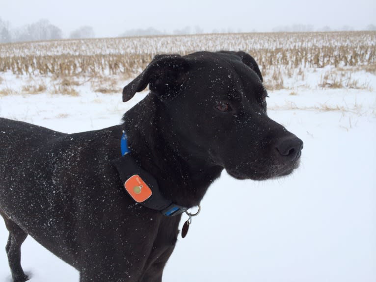 Max, a Boxer and American Pit Bull Terrier mix tested with EmbarkVet.com