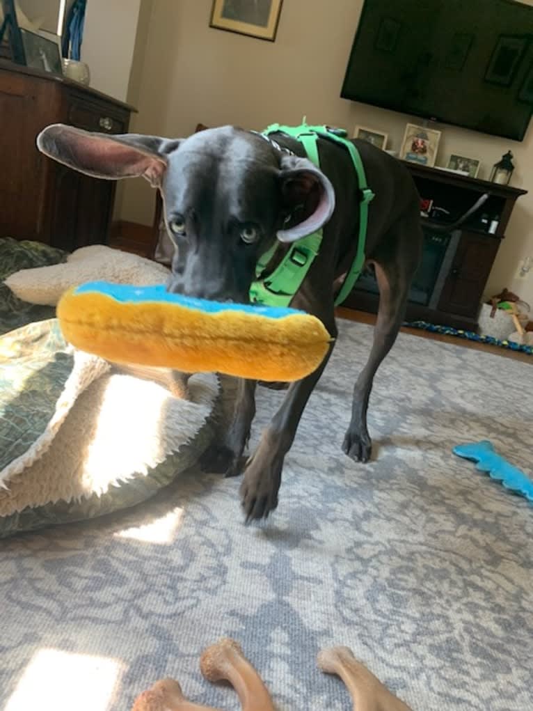 Knox, a Weimaraner tested with EmbarkVet.com