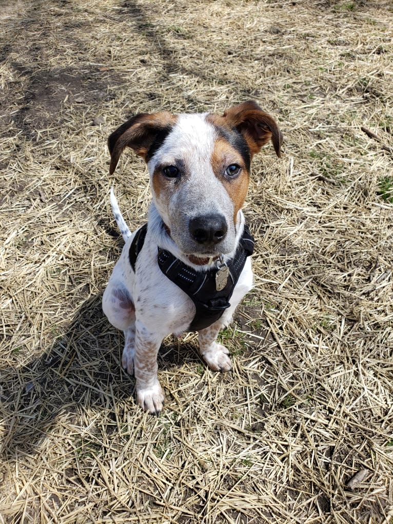 Tchoupitoulas (Chop), a Beagle and German Shepherd Dog mix tested with EmbarkVet.com