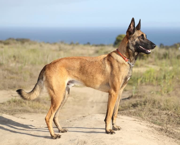 Loki, a Belgian Shepherd tested with EmbarkVet.com