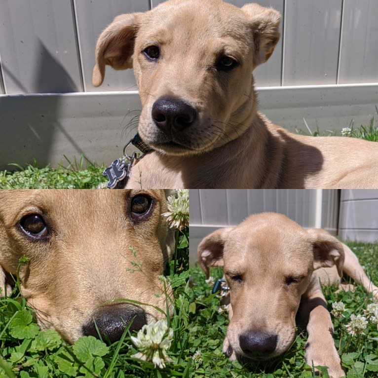 Willie Kirsch, a Labrador Retriever and American Pit Bull Terrier mix tested with EmbarkVet.com