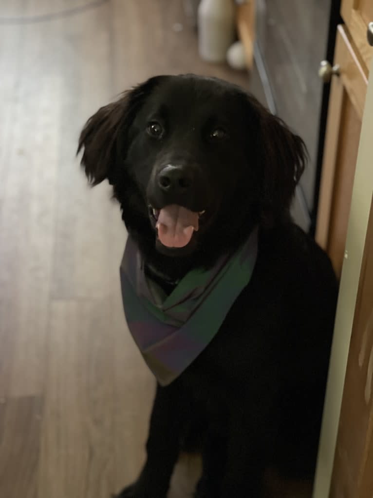 Bear, a Labrador Retriever and Poodle (Standard) mix tested with EmbarkVet.com