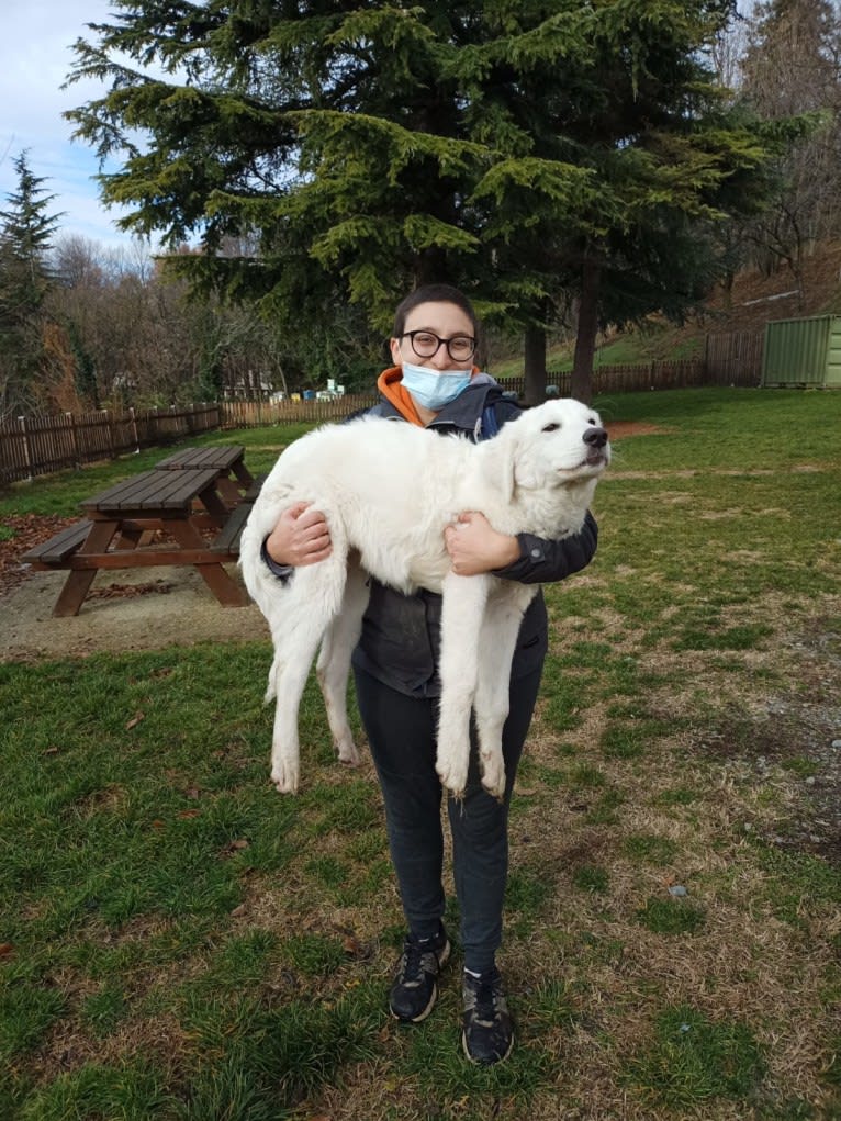 Akira, an Eastern European Village Dog tested with EmbarkVet.com