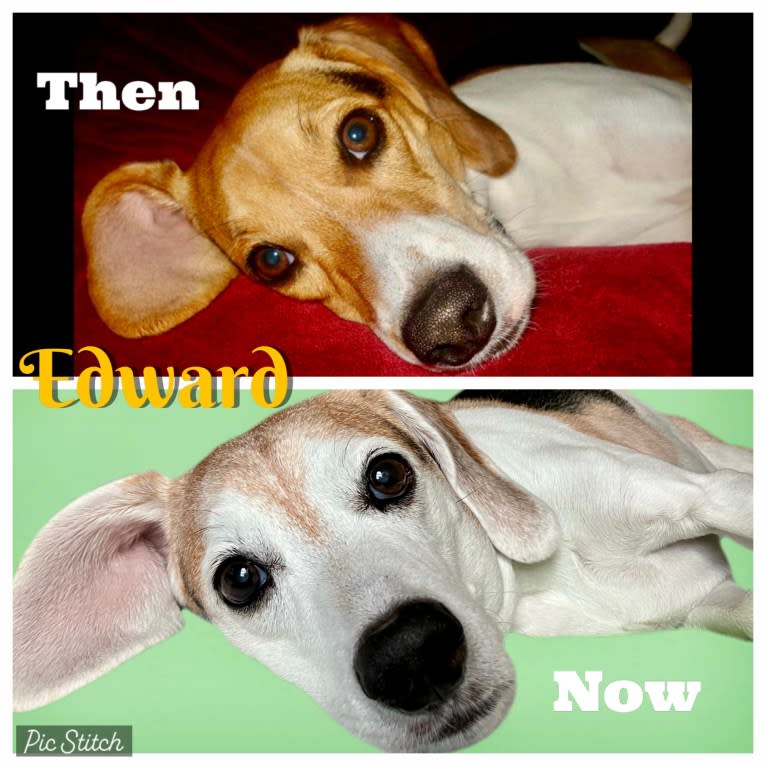 Edward, a Beagle and Russell-type Terrier mix tested with EmbarkVet.com