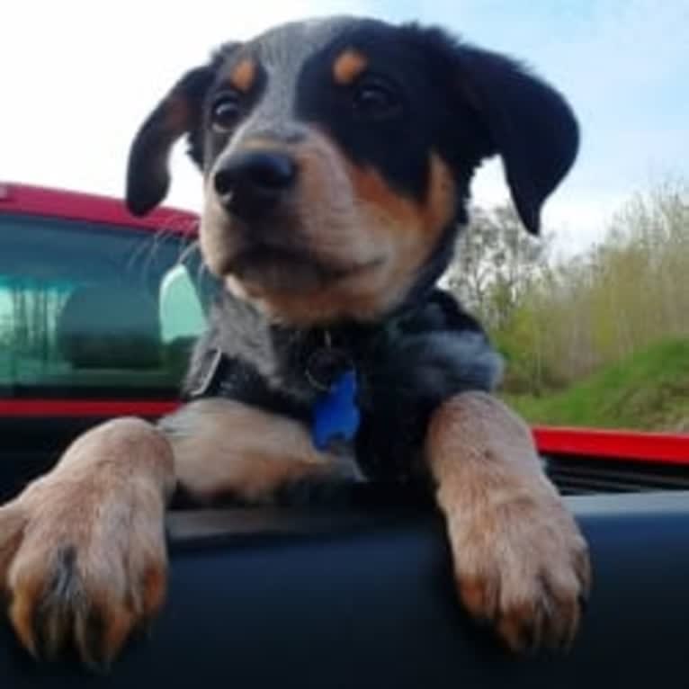 Ranger, an Australian Cattle Dog and American English Coonhound mix tested with EmbarkVet.com
