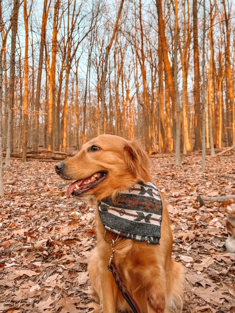 Marley, a Golden Retriever tested with EmbarkVet.com