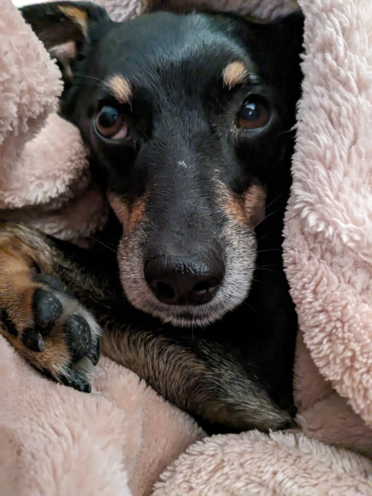 Luke, a Chihuahua and Dachshund mix tested with EmbarkVet.com