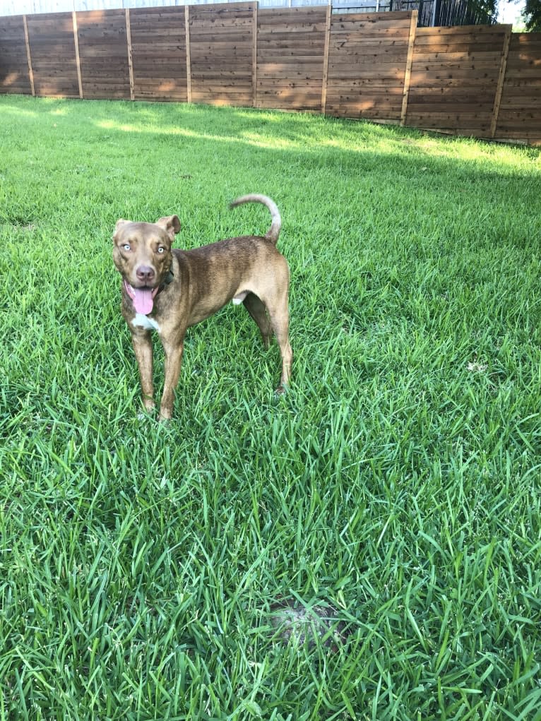 Chance, an American Pit Bull Terrier and Brittany mix tested with EmbarkVet.com