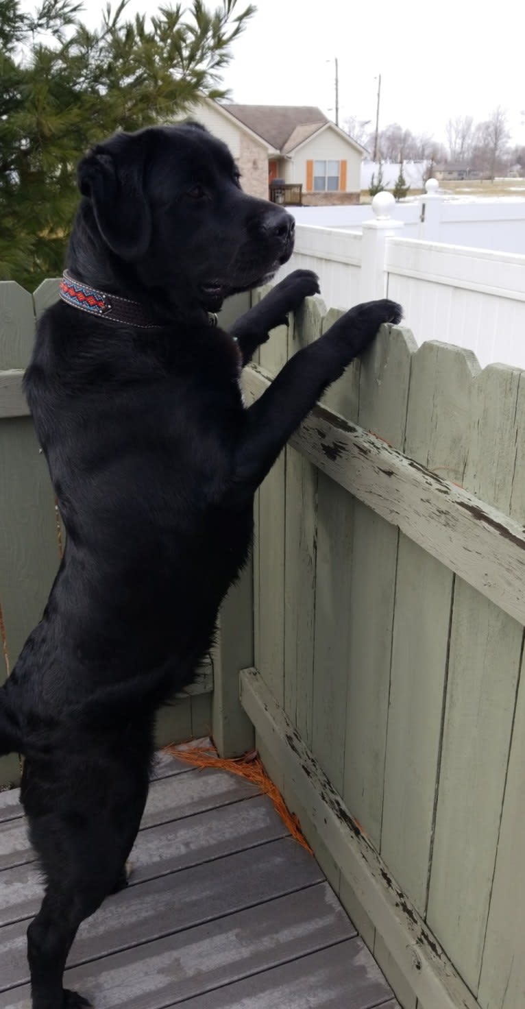 Tank, a Newfoundland and Labrador Retriever mix tested with EmbarkVet.com