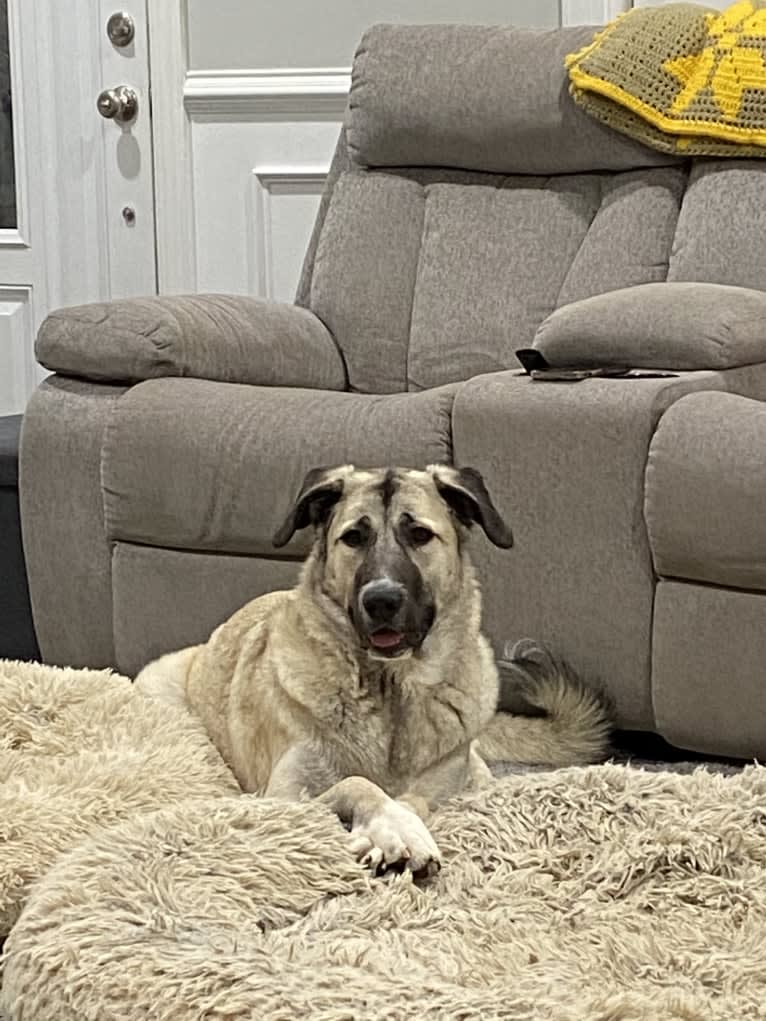 Cher, a Great Pyrenees and Anatolian Shepherd Dog mix tested with EmbarkVet.com