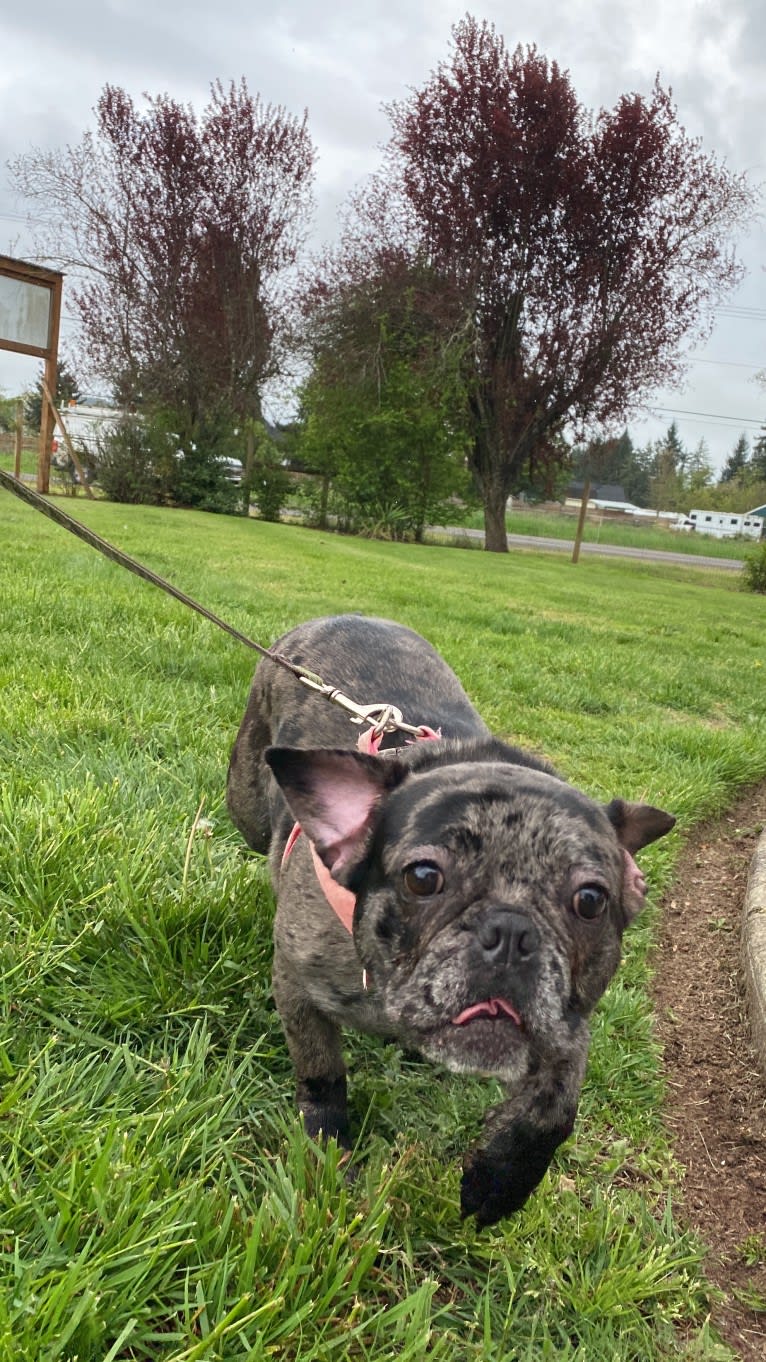 Pink Lady, a French Bulldog tested with EmbarkVet.com