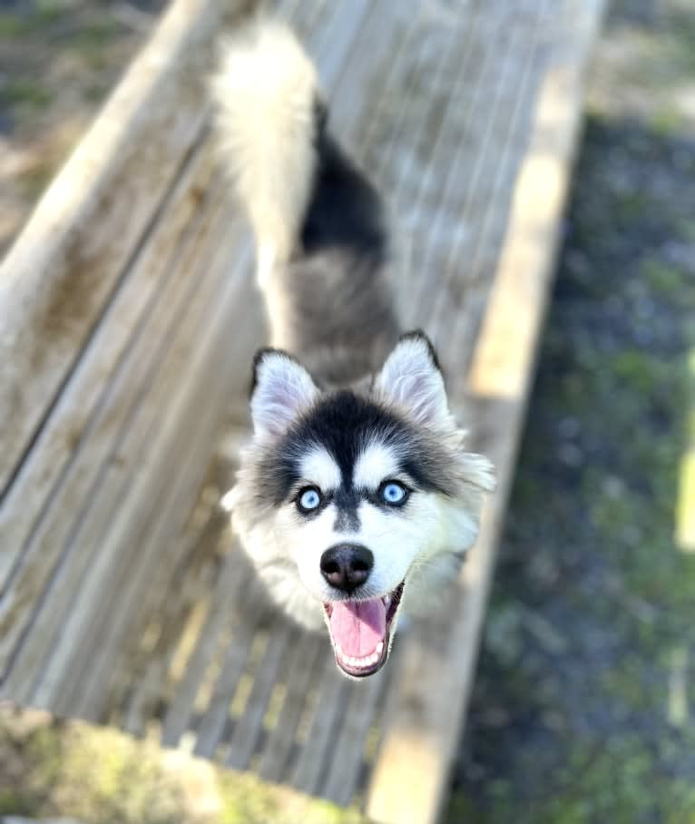 Brady, a Pomsky tested with EmbarkVet.com