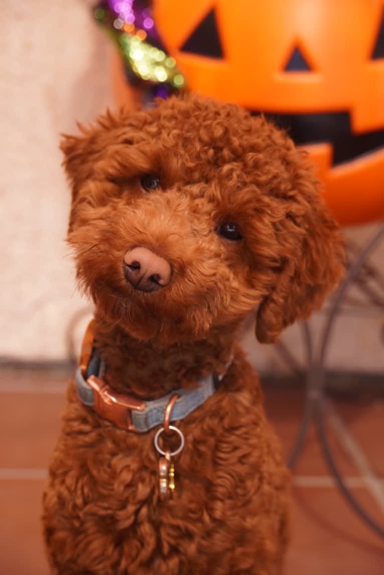 Teddy “Ted”, a Poodle (Small) tested with EmbarkVet.com