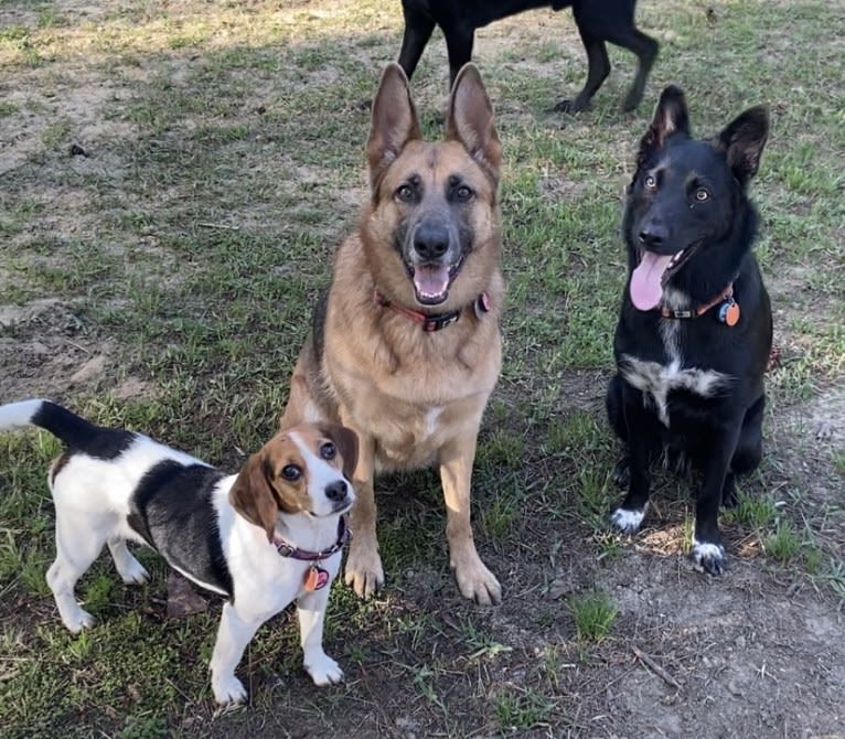 Donny El Dante, a Border Collie and German Shepherd Dog mix tested with EmbarkVet.com