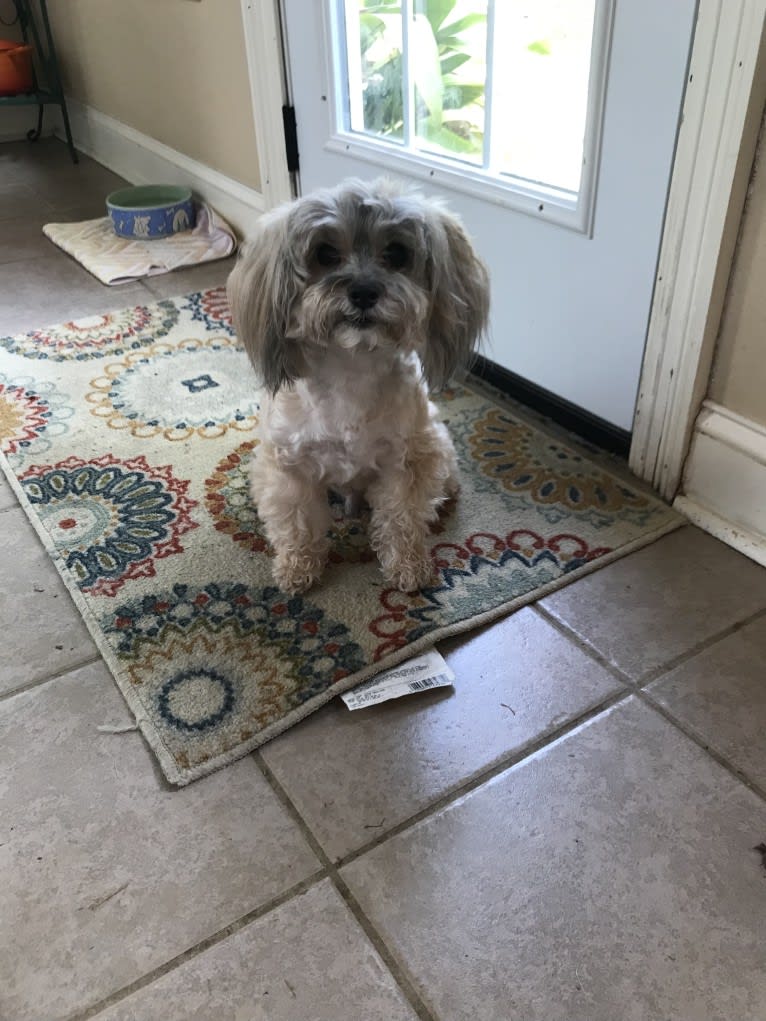 Stu, a Yorkshire Terrier and Maltese mix tested with EmbarkVet.com