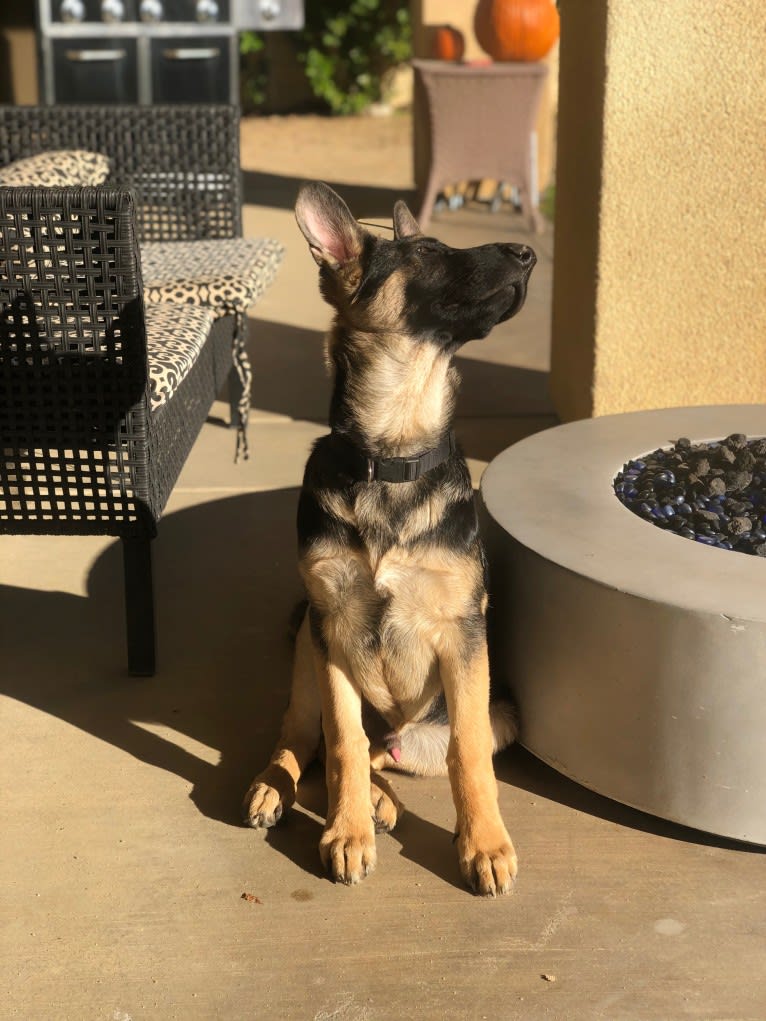Photo of Loki, a German Shepherd Dog  in Hemet, California, USA