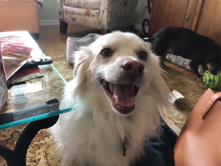 Finley, an Arabian Village Dog and Pekingese mix tested with EmbarkVet.com