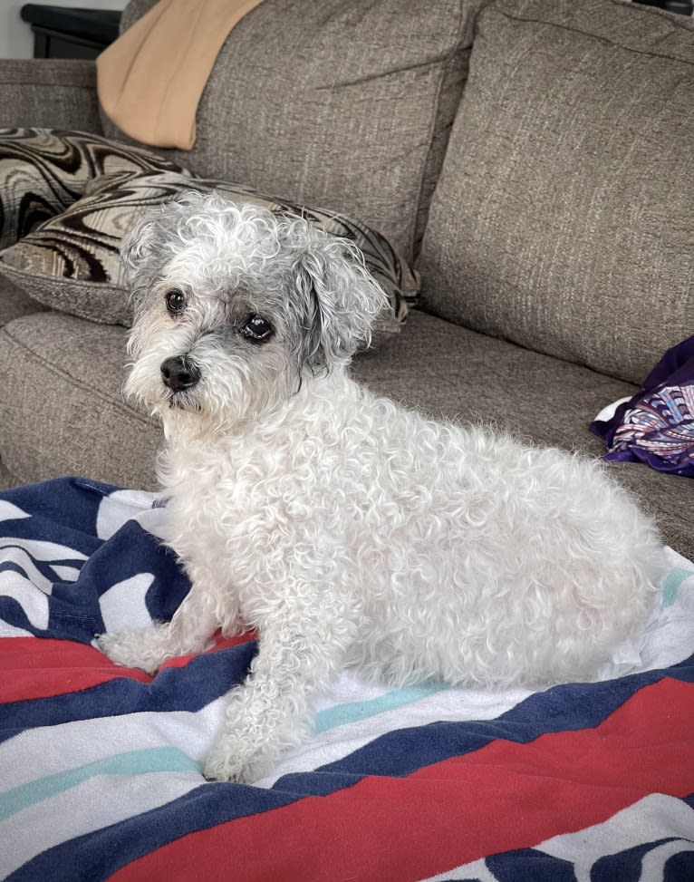 Pepper, a Maltese and Bichon Frise mix tested with EmbarkVet.com