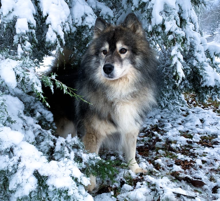 Theo, a Siberian Husky tested with EmbarkVet.com