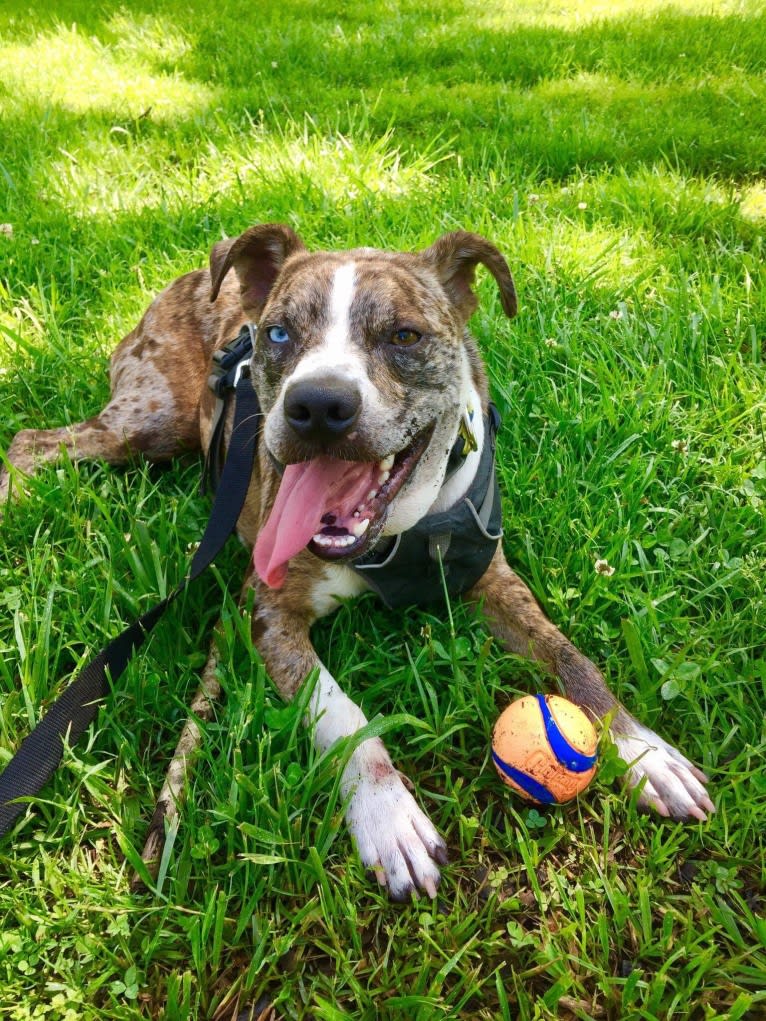 Hammer, a Boston Terrier and Australian Cattle Dog mix tested with EmbarkVet.com