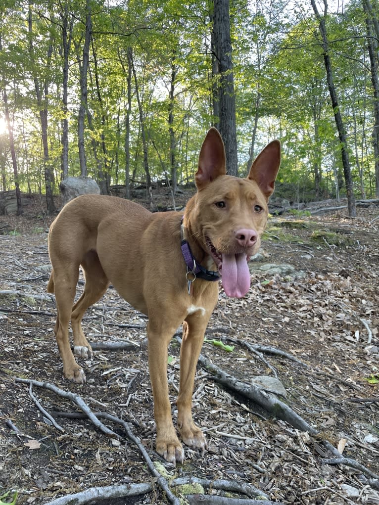 Lavender, an American Pit Bull Terrier and Chow Chow mix tested with EmbarkVet.com