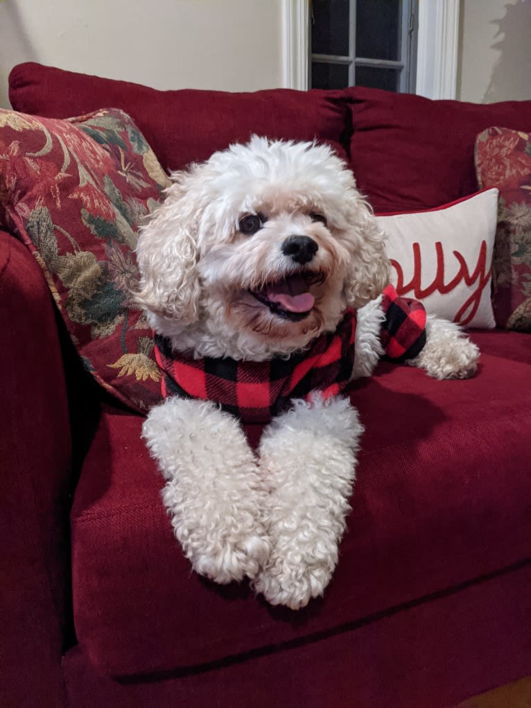 Molly, a Cavachon tested with EmbarkVet.com