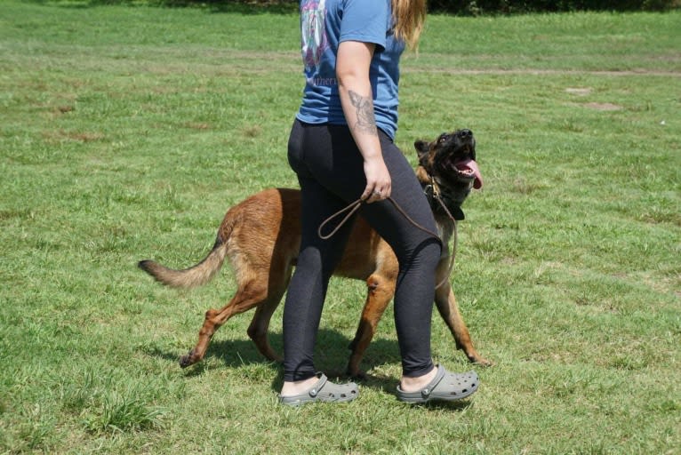 Zeus, a Belgian Malinois and German Shepherd Dog mix tested with EmbarkVet.com