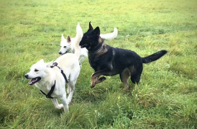 Calaf Storytelling, a Canaan Dog tested with EmbarkVet.com