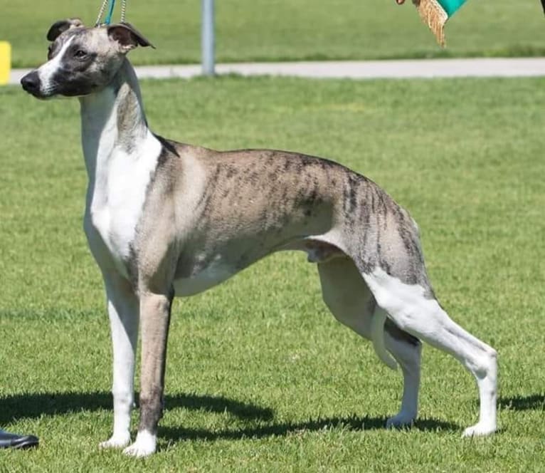 max, a Whippet tested with EmbarkVet.com