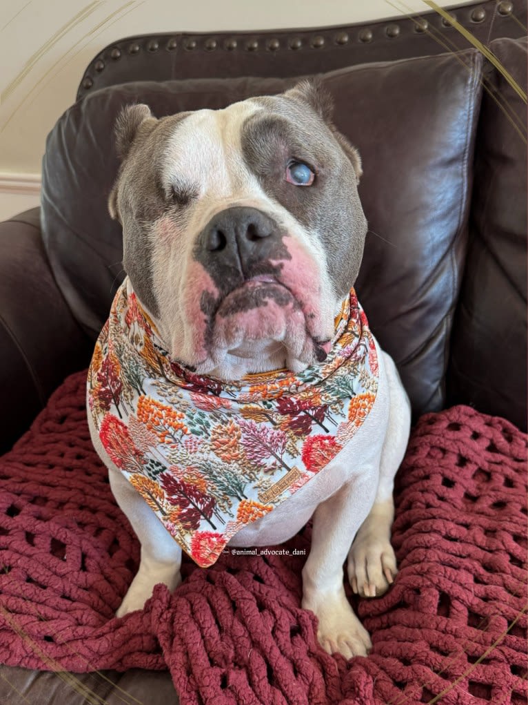 Rhino, an American Bully and Bulldog mix tested with EmbarkVet.com