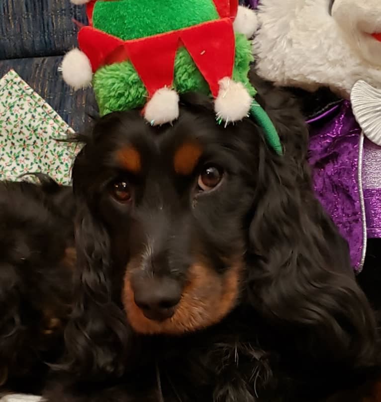 LATTE, a Cockapoo tested with EmbarkVet.com