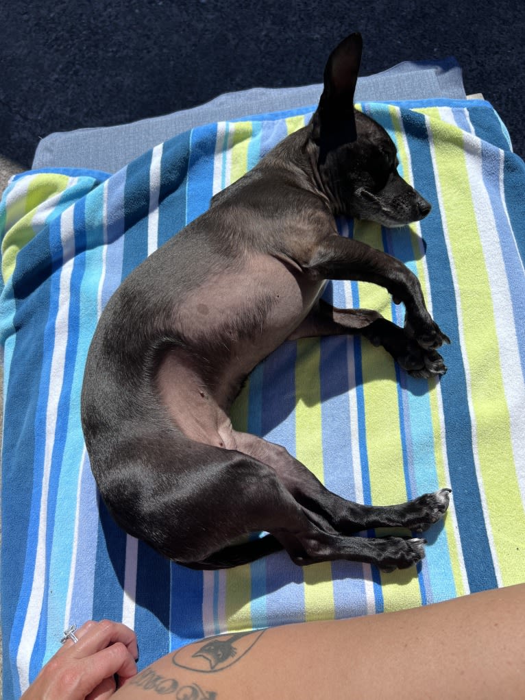 Fay, a Rat Terrier and Chihuahua mix tested with EmbarkVet.com
