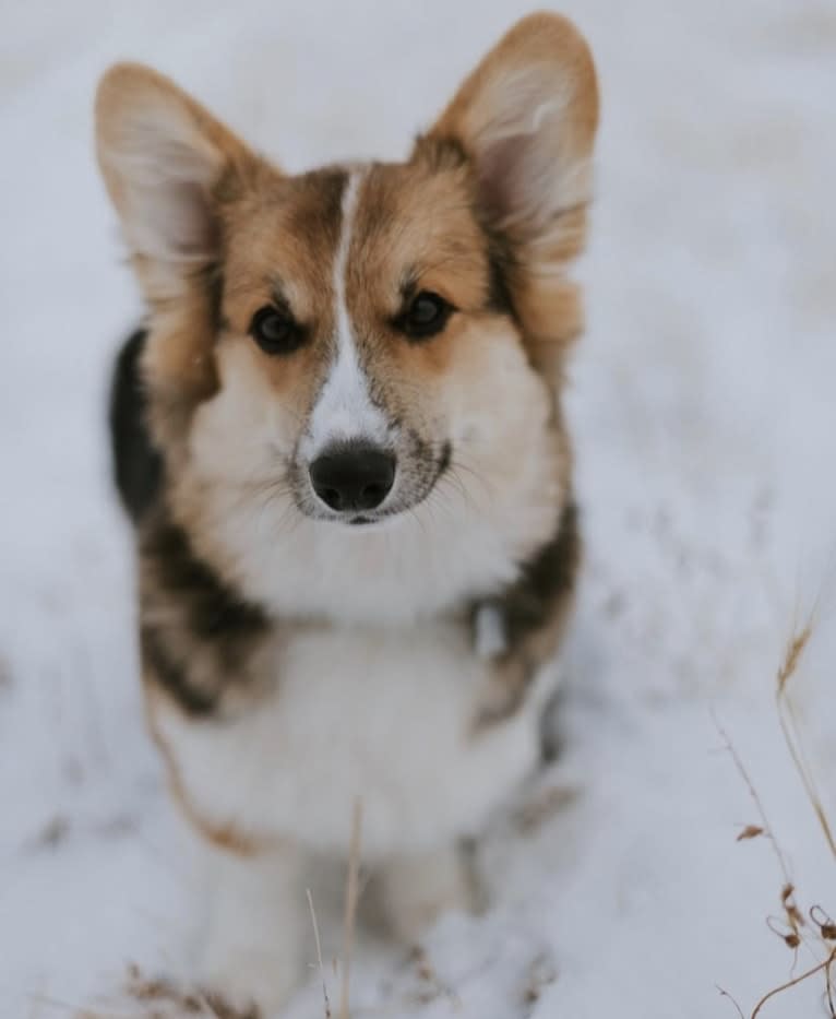 Chief, a Pembroke Welsh Corgi tested with EmbarkVet.com