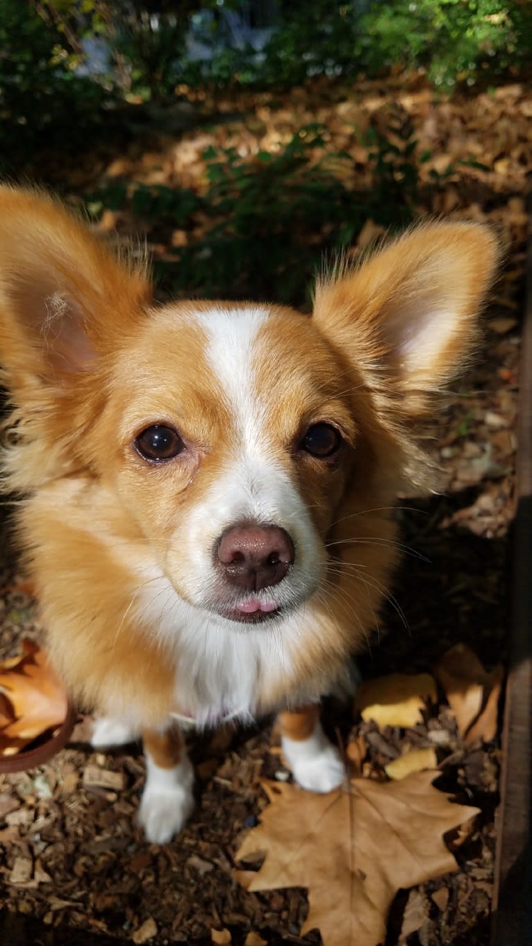 Cheebz, a Chihuahua and Pomeranian mix tested with EmbarkVet.com