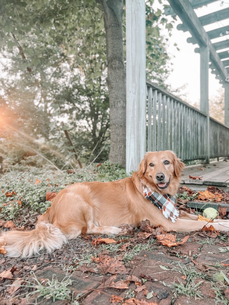 Marley, a Golden Retriever tested with EmbarkVet.com