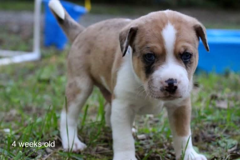 Thor, a Boston Terrier and Siberian Husky mix tested with EmbarkVet.com