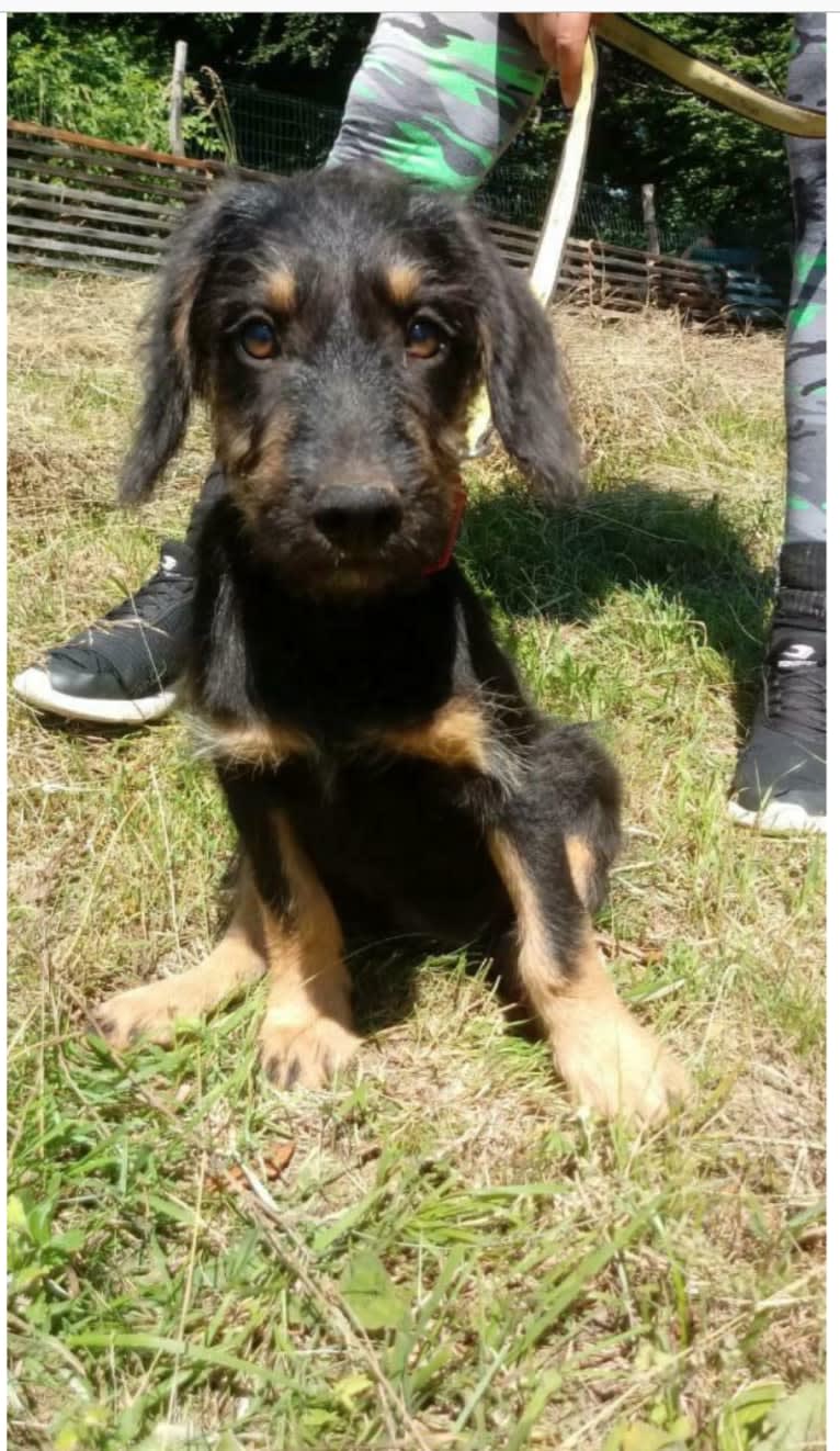 Fiep, an Eastern European Village Dog tested with EmbarkVet.com