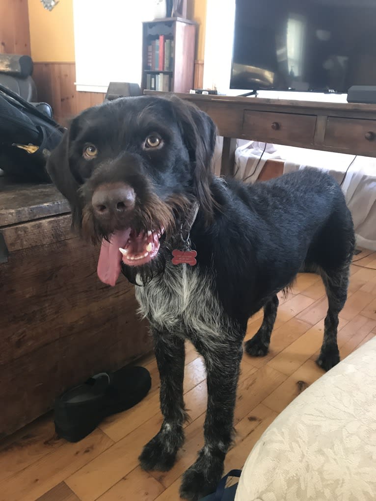 Us, a German Wirehaired Pointer tested with EmbarkVet.com