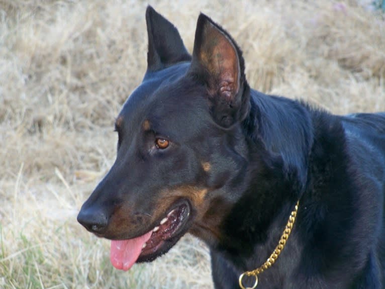 Meg, a Beauceron tested with EmbarkVet.com