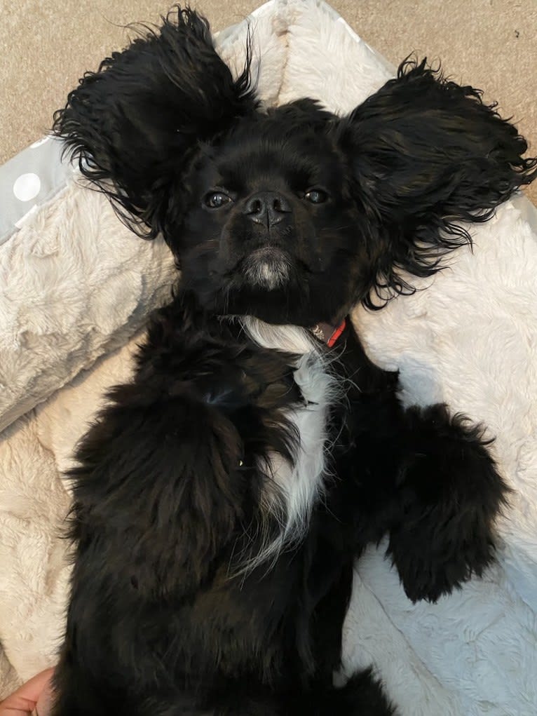 Pepper, a Cavalier King Charles Spaniel and Cocker Spaniel mix tested with EmbarkVet.com