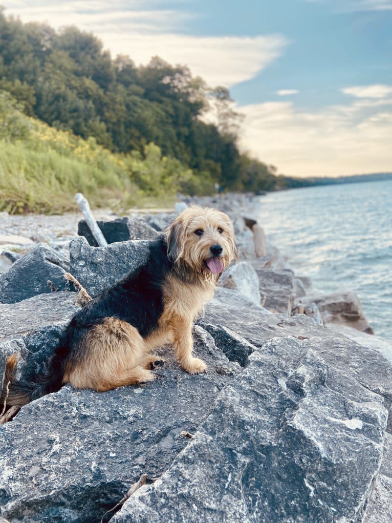 Cooper, a Great Pyrenees and Beagle mix tested with EmbarkVet.com