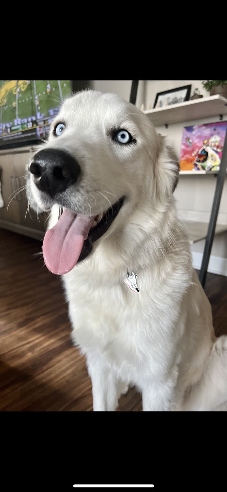 Tucker, a Great Pyrenees and Siberian Husky mix tested with EmbarkVet.com