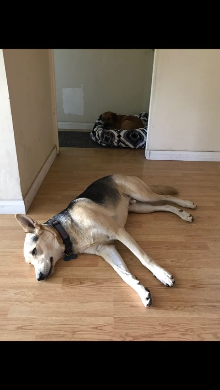 Indy, a German Shepherd Dog and Chow Chow mix tested with EmbarkVet.com