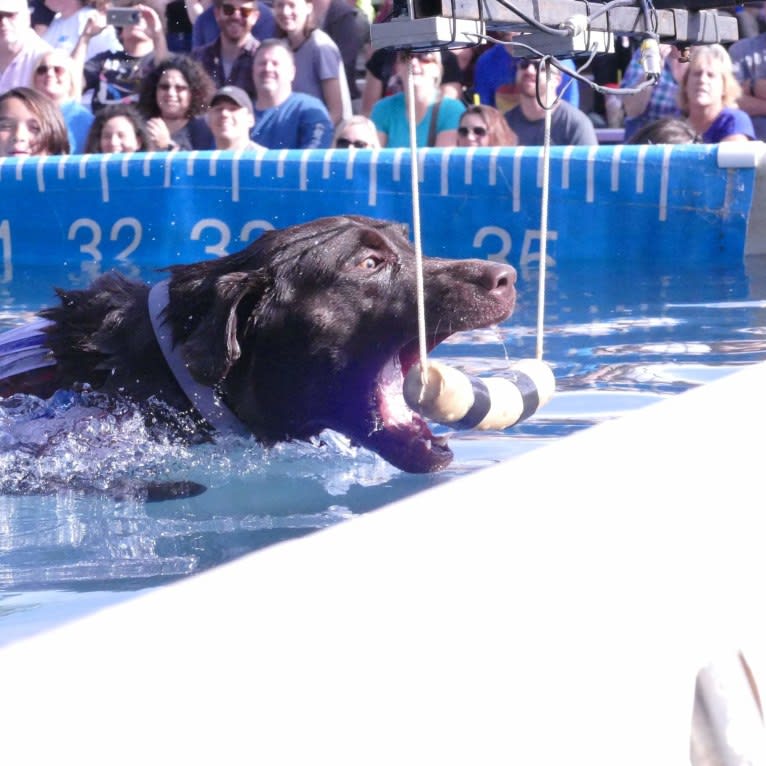 STK9s Colt45s Heart Of A Hero, a Labrador Retriever tested with EmbarkVet.com