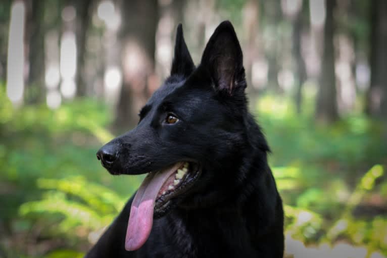 Jetta, a German Shepherd Dog tested with EmbarkVet.com