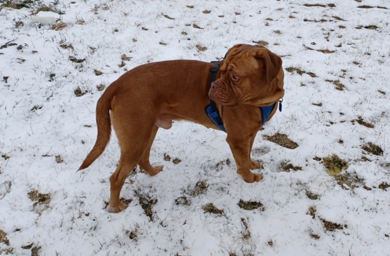 Brutis II, a Dogue de Bordeaux tested with EmbarkVet.com