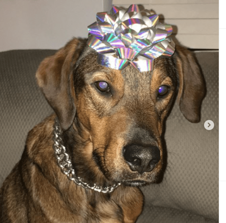 Milo, a Rottweiler and Golden Retriever mix tested with EmbarkVet.com