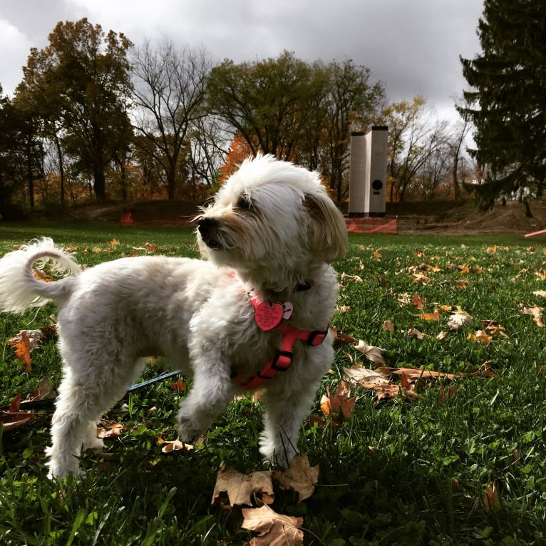 Mia, a Poodle (Small) and Chihuahua mix tested with EmbarkVet.com